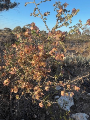 Rohrlach's Blue Bush - Listed as a rare plant - Maireana Rohrlachii Dec 24 Sec 13