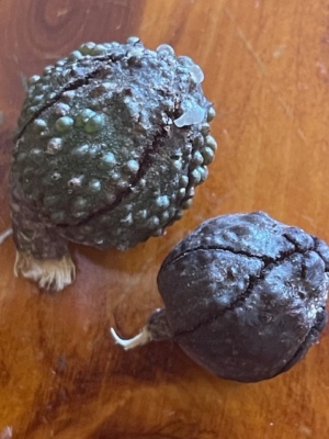 Pods Callitris - Warty Cypris Pine. Sec 226