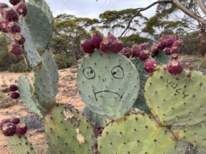 wheel cactus