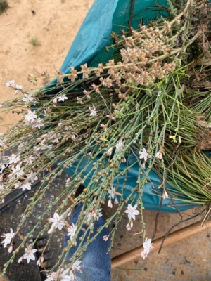 onion weed