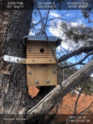 Pygmy possum box 226