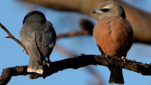 Pair of White browed Woodswallows - Credit Ellura