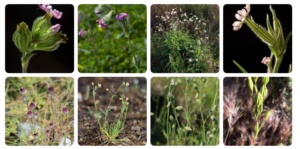 Mallee Catchfly - From PIRSA site Silene apetala