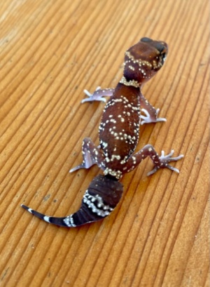 Thick Tailed Gecko - Underwoodisaurus milii