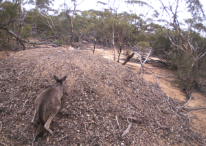 Western Grey Kangaroo on the larger mound