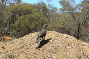 Currawong 249