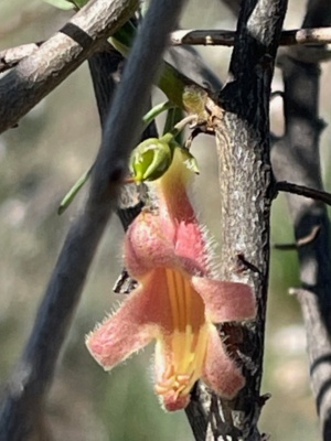 The weeping Emu Bush - longifolia Sec 227
