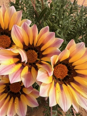 Gazania