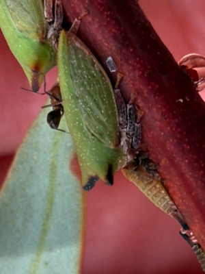 Typical Leaf-hopper - Native species