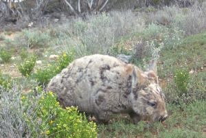 Mangey wombat