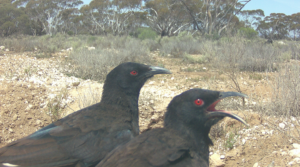 I WONT TELL YOU AGAIN! White Winged Chough yelling