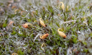 Moss and flowers/fruits