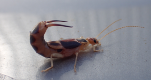 Brown Native Earwig - Labidura Sp