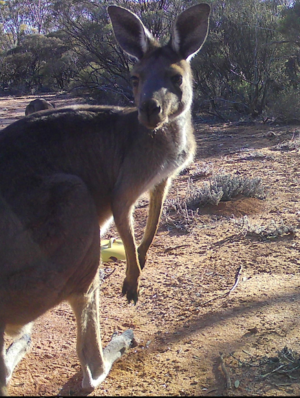 Western Grey Kangaroo - 249 - Remote Wildlife camera