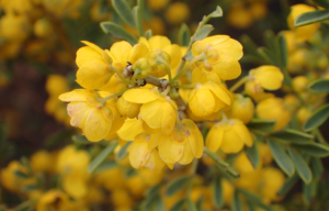 Senna to be described