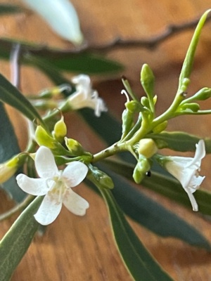 Myoporum platycarpum - sugar wood also known as False sandalwood Nov 2024