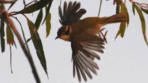 Brown-headed Honeyeater (MLR, MM)	Credit Ellura 
