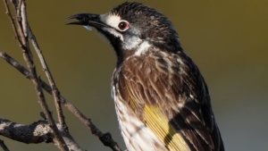 White fronted Honeyeater - Credit Ellura 2025