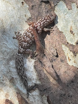Marbled Gecko