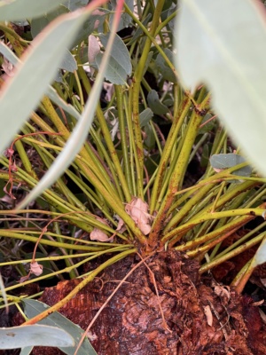 Mallee epicormic shoots