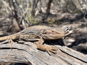 Bearded Dragon - Pagona barbata 