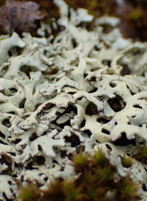 Lichen -The colours of the Mallee after rain