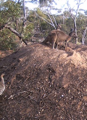Animal Humor - Goldilocks Kangaroo in the Mallee Fowl nest