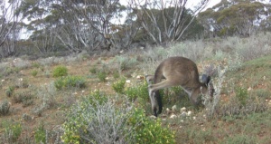 Everyone also loves baby Kangaroos, spring 2023