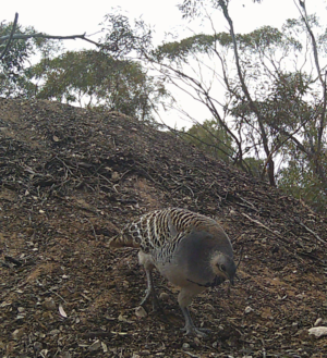 Mallee Fowl 2024 Oct 227