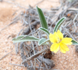 The Sand Hill Goodenia's are starting again 