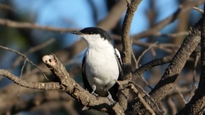 White winged Triller  -  lalage sueurii  Credit Elura
