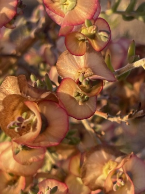 Rohrlach's Blue bush - in flower Dec 24 Sec 13