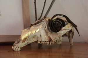 Kangaroo after-life