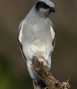 Black Faced Cuckooshrike - Coracina novaehollandiae 