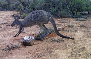 Sec 249 A wet kangaroo - Red looking Blue