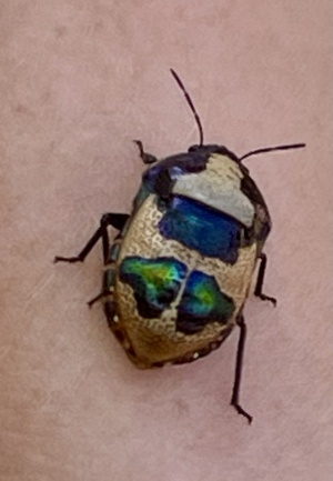 Red Jewel Bug - Cherocoris Paganus 