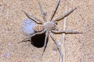 Variable wolf spider - so many variations