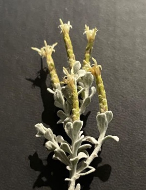 Blue Bush Daisy - Cratystylis conocephala - Section 13 Nov 2024