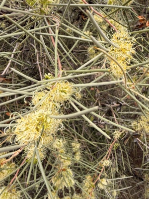 Hakea Needle Bush