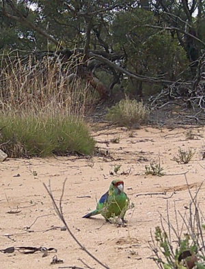 Mallee Ring Neck Parrot Nov 2024