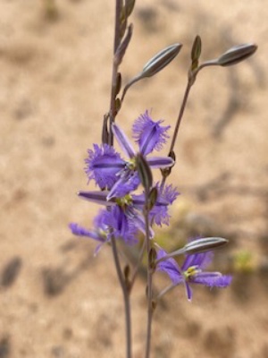 Mallee fringe Lilly 249