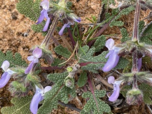 wild sage