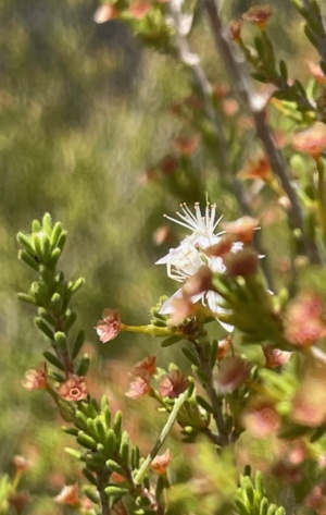 Fringe Myrtle - October 2024 Sect 227