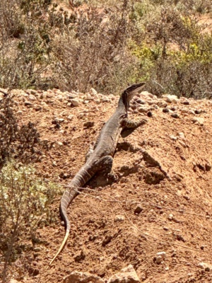 Sand Goanna
