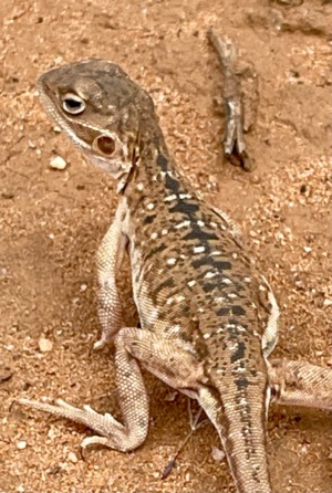 Painted Dragon - female Ctenophorus pictus