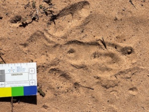 Emu print