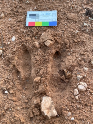 Footprint Kangaroos