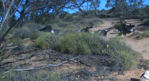 White Winged Choughs on 226  - Remote wildlife camera