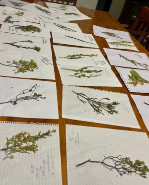 Pressing plants to create a Herbarium