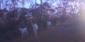 Feral Goats on Goat track February 2026 - Area of Sleeper Track